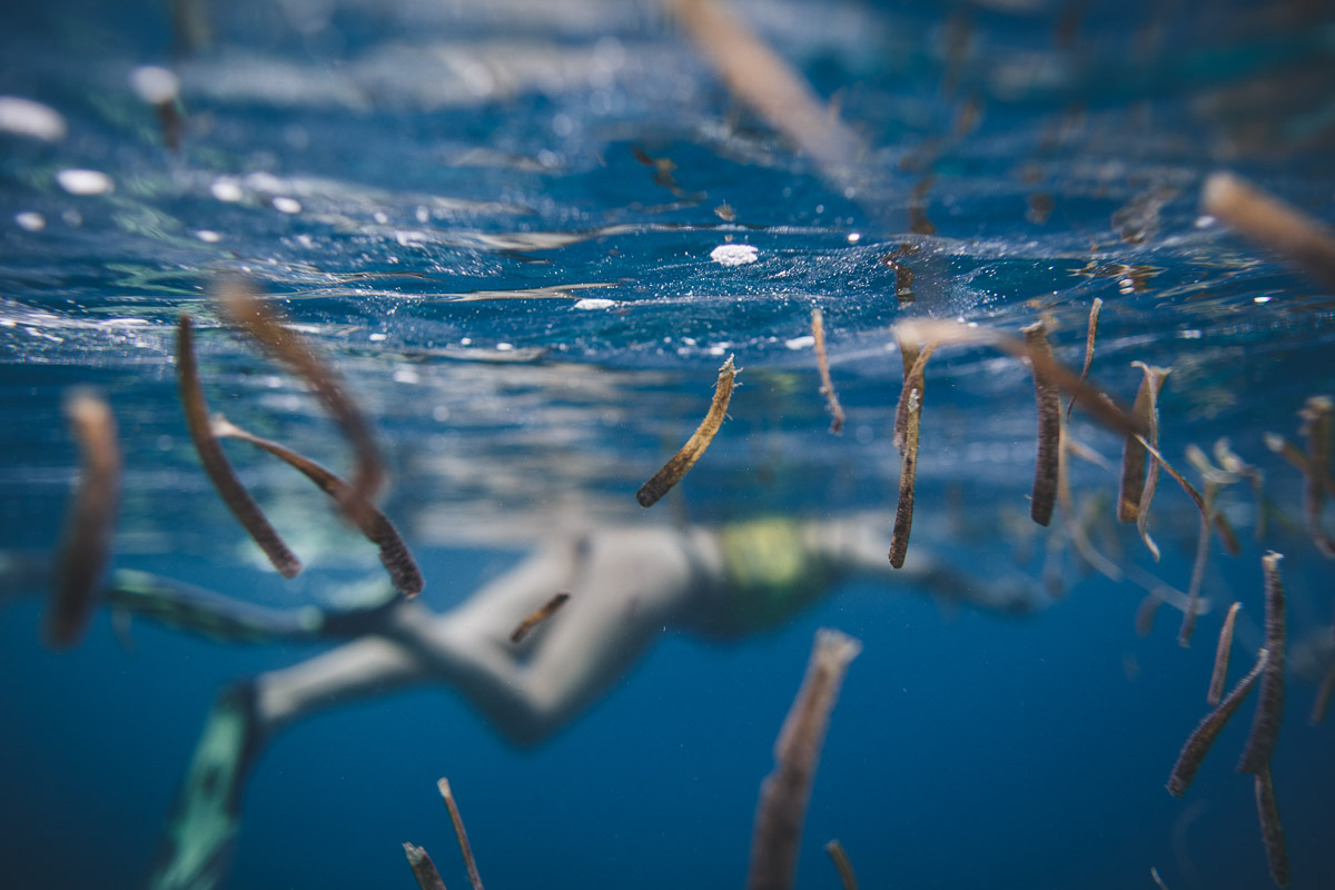 under the water shot of sea weed