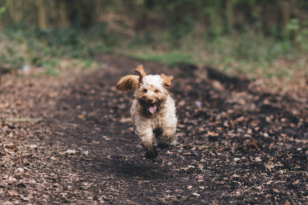 dog running action photo