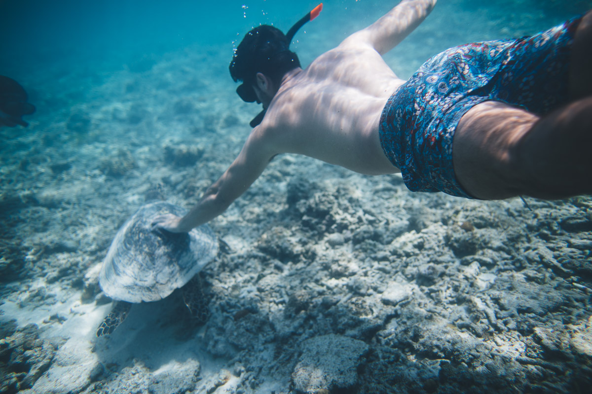 traveler touching a sea turtle