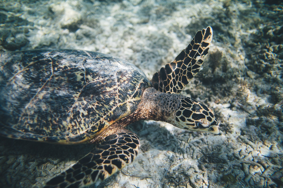 sea turtle on the gili islands