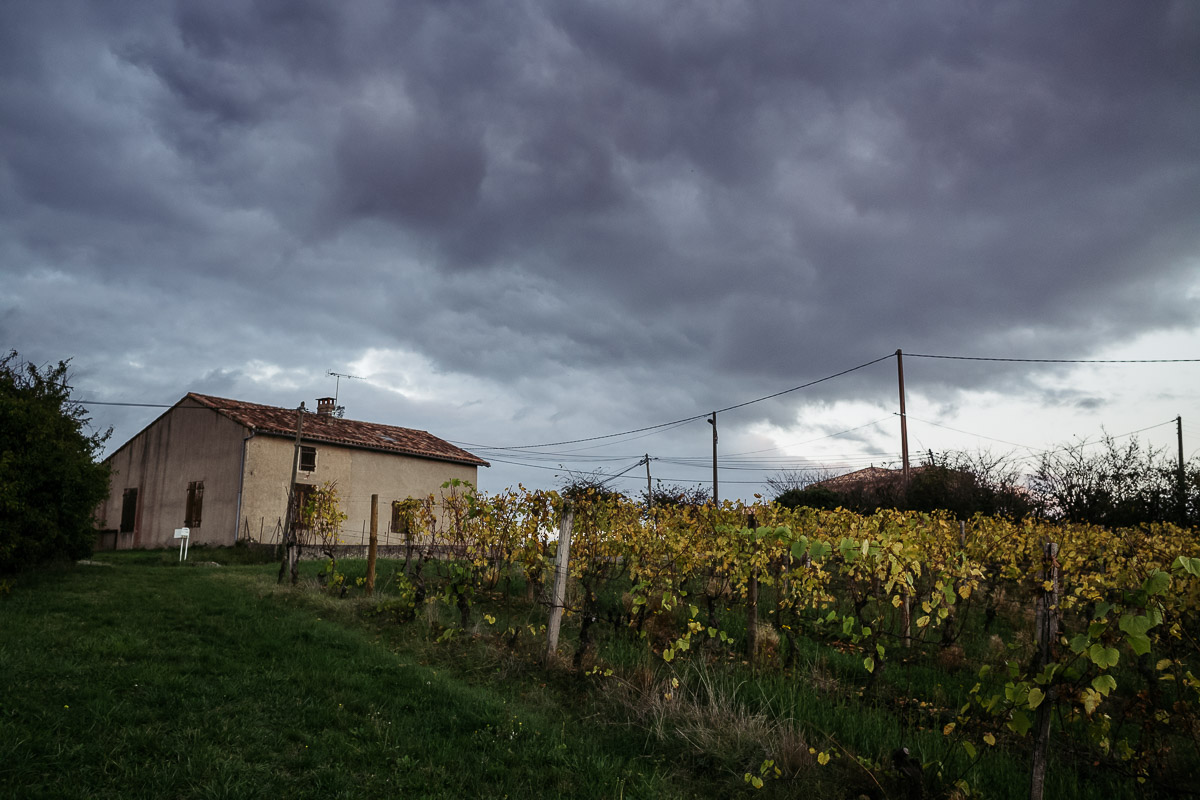 moody sky over vineyard