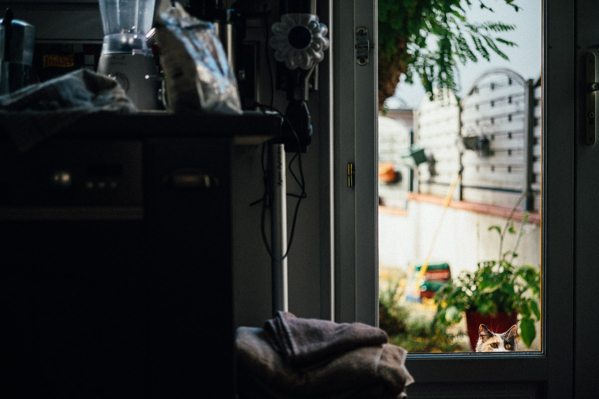 cat waiting at the back door