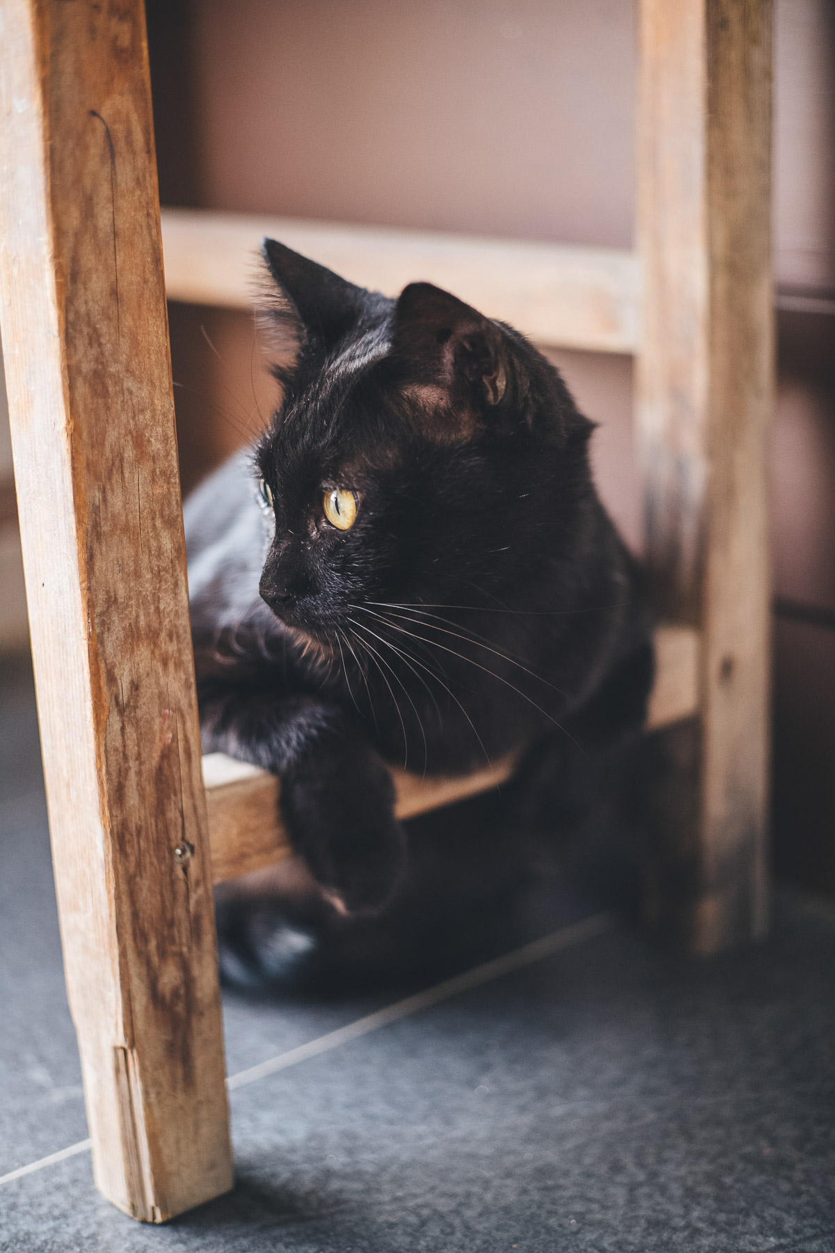 black cat perched on table