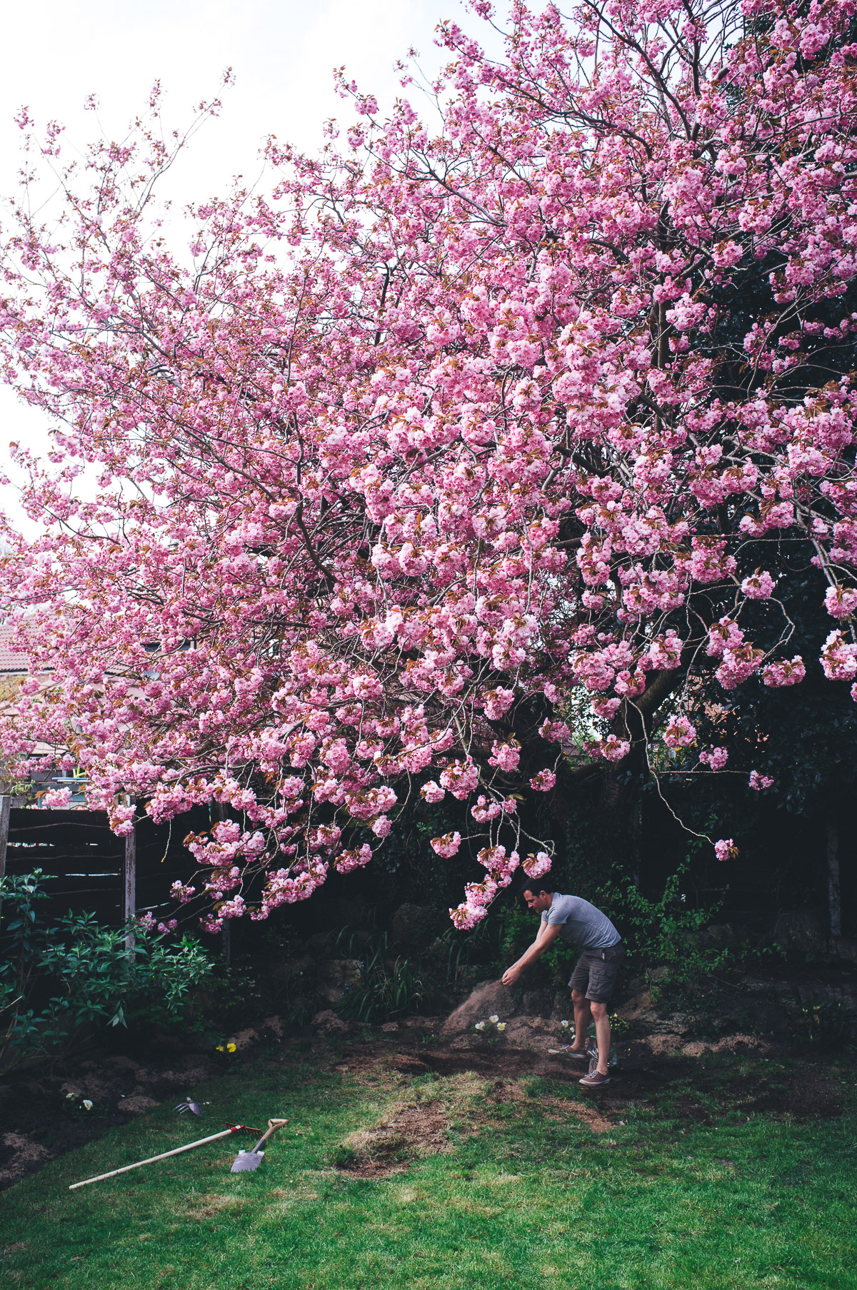 blossom tree in garden