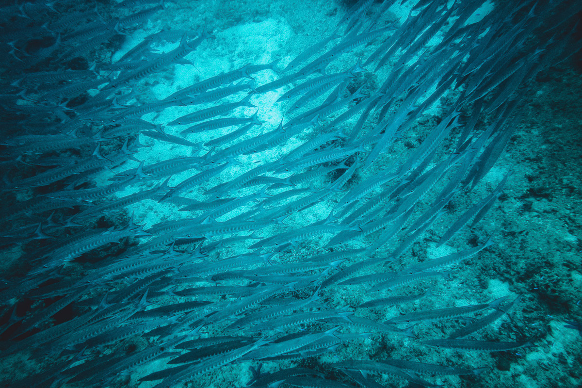 barracuda fish swimming together underwater photography