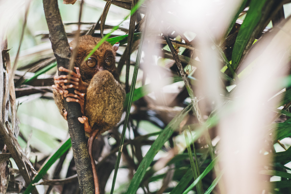 tarsier primate in tree bohol island