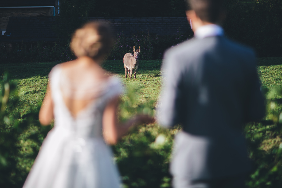 Bride and Groom in the foreground with a Donkey in a field in the background