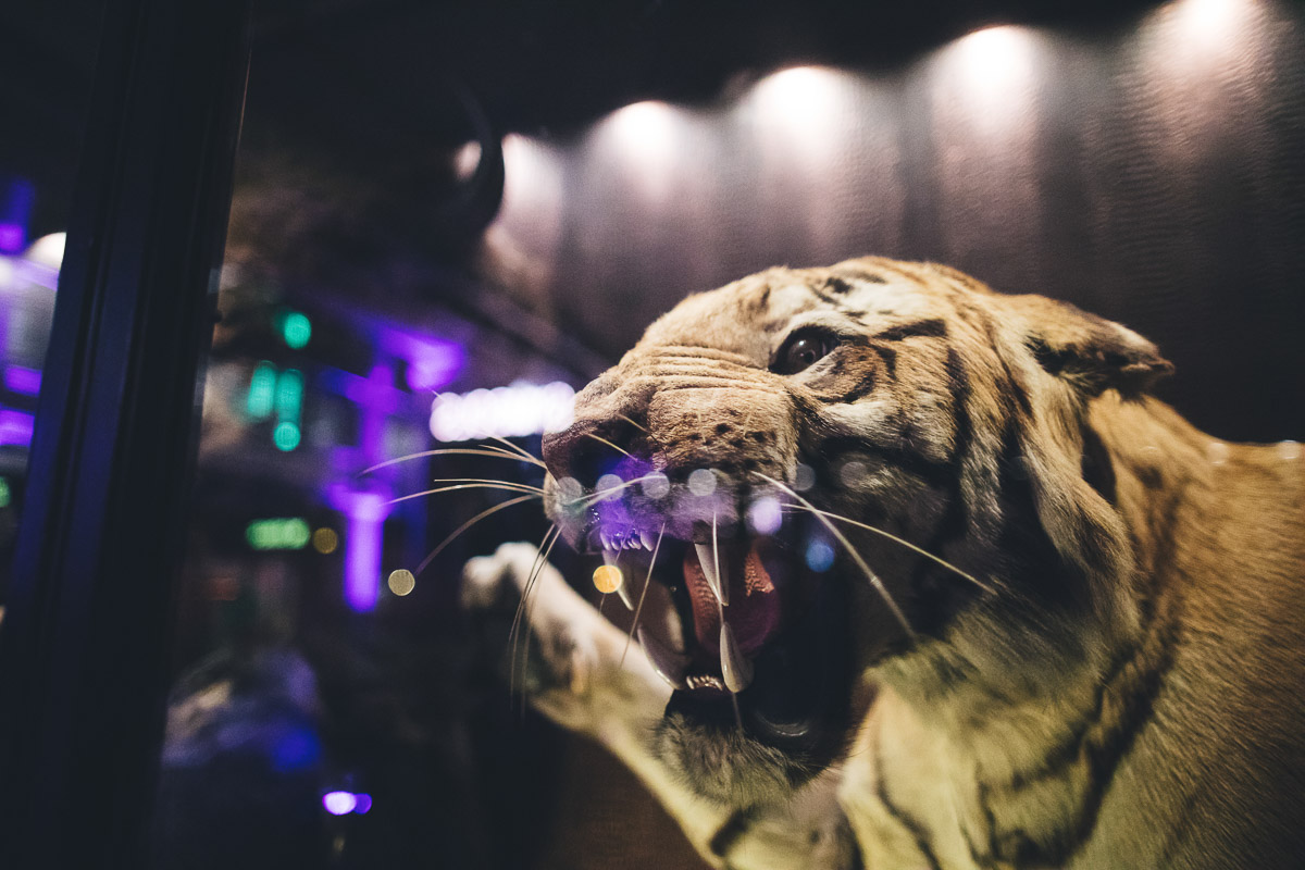 Tiger in a glass case