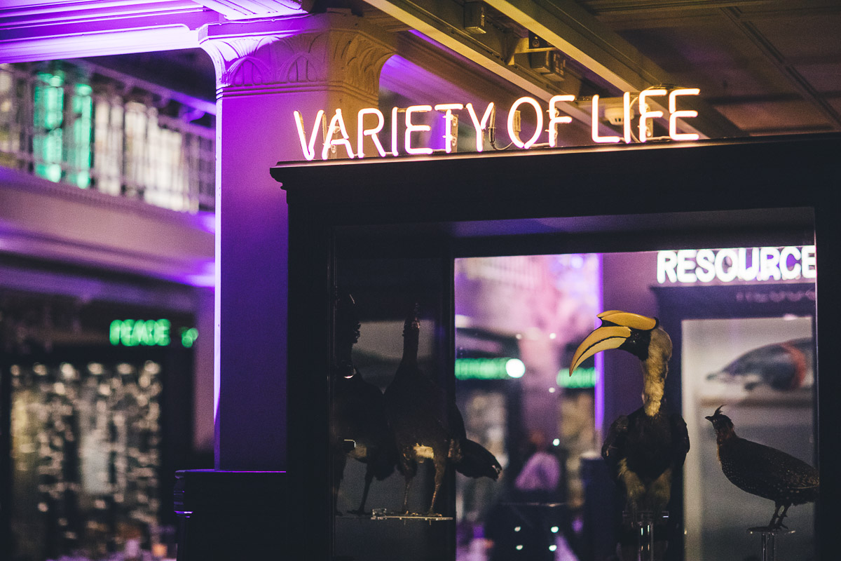 exotic birds in glass case