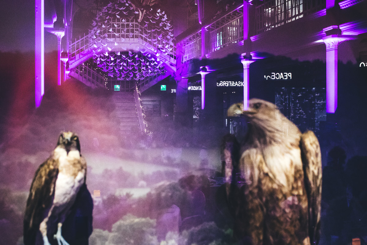 Birds of prey reflected in the glass