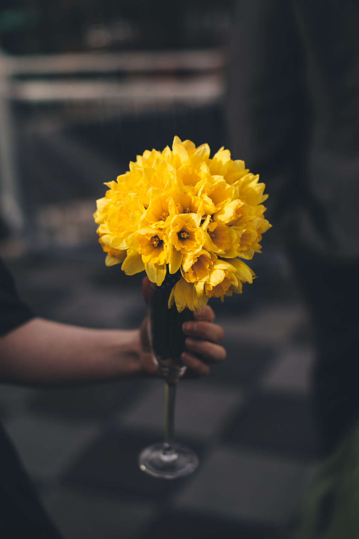 Person out of view holding a champagne glass with a bouquet of Daffodils in it