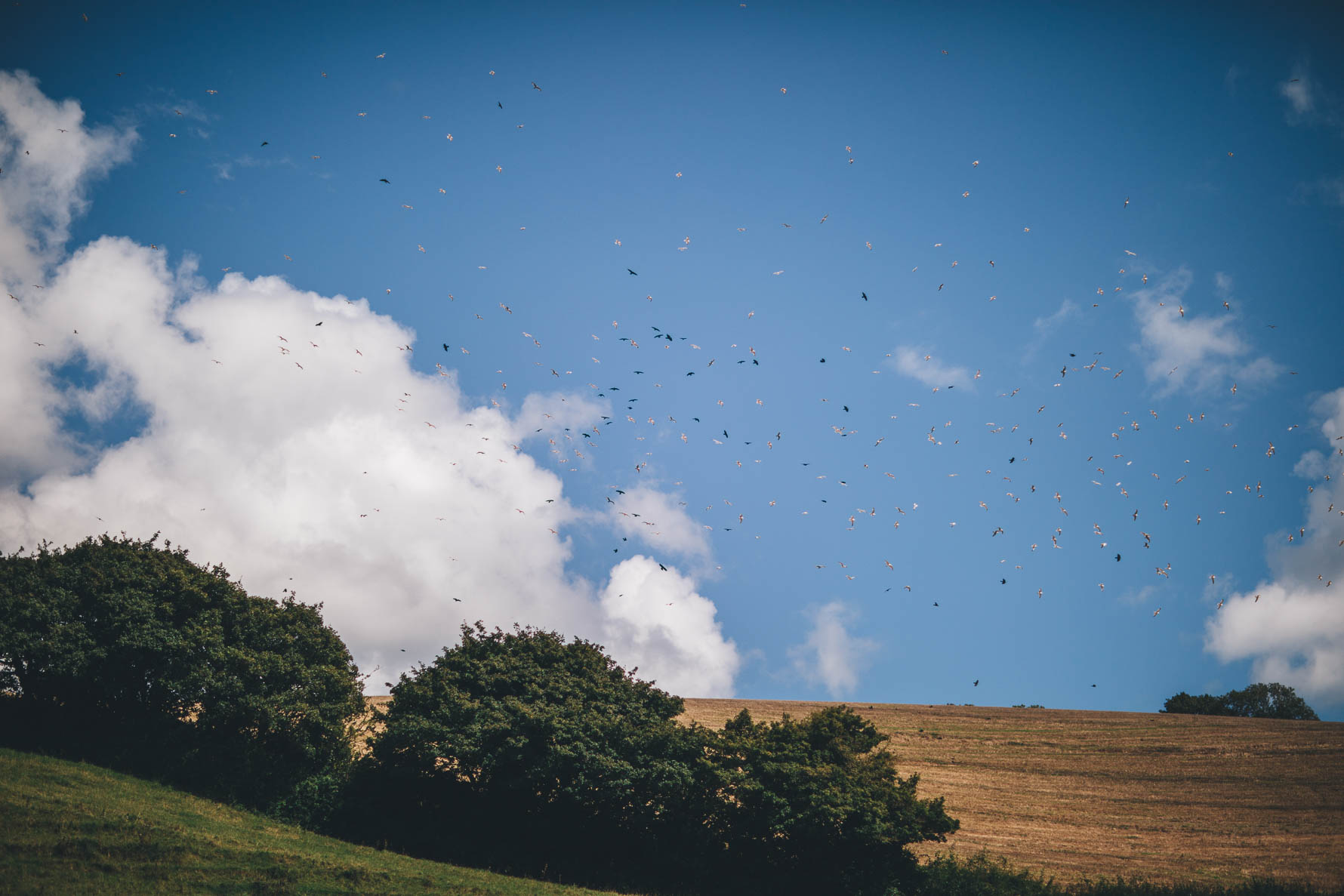Flock of birds flying across a blue sky in the Devonshire countryside with fields below and white clouds in the background