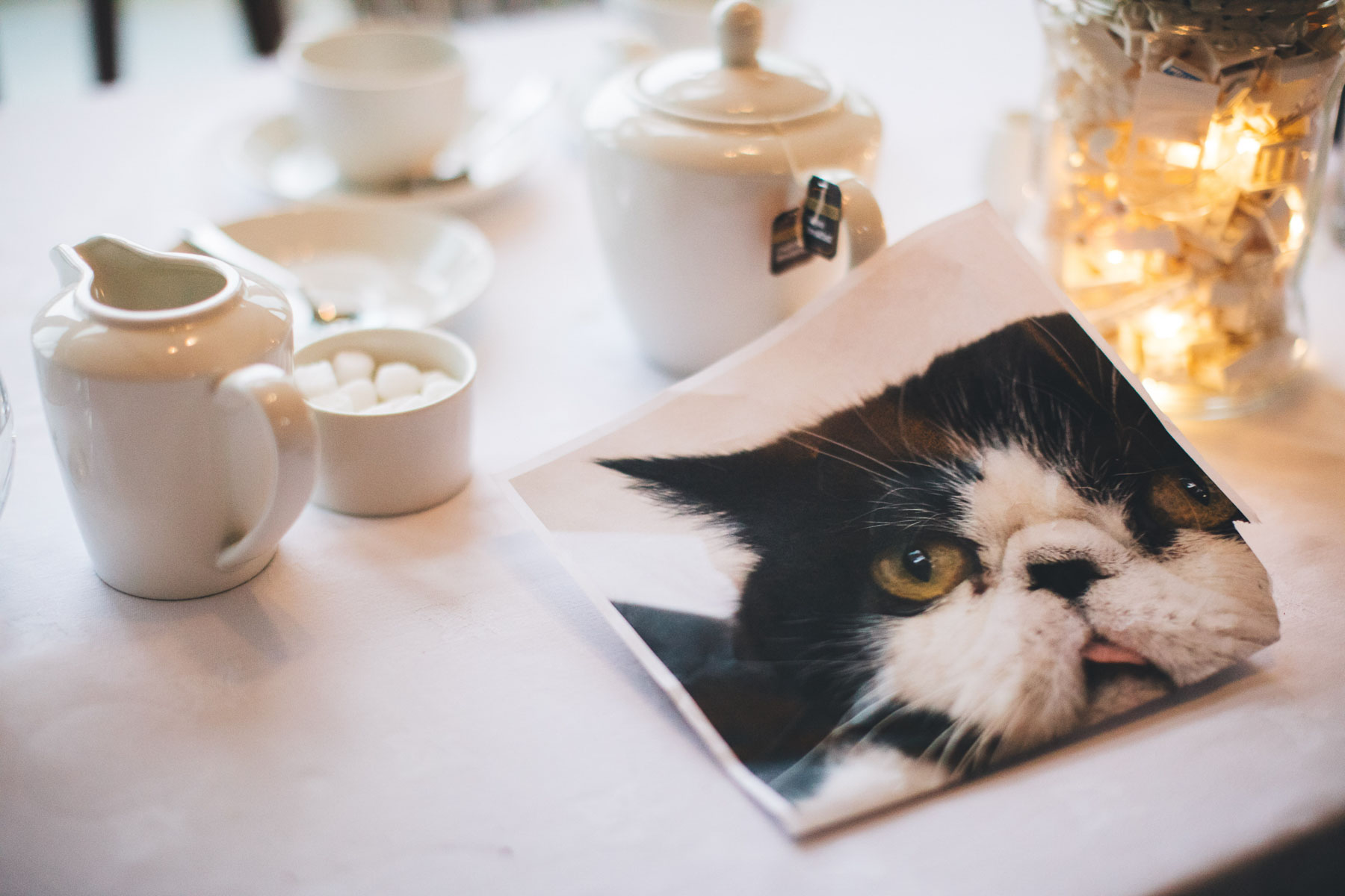 picture of cat sits beside tea and coffee at the table