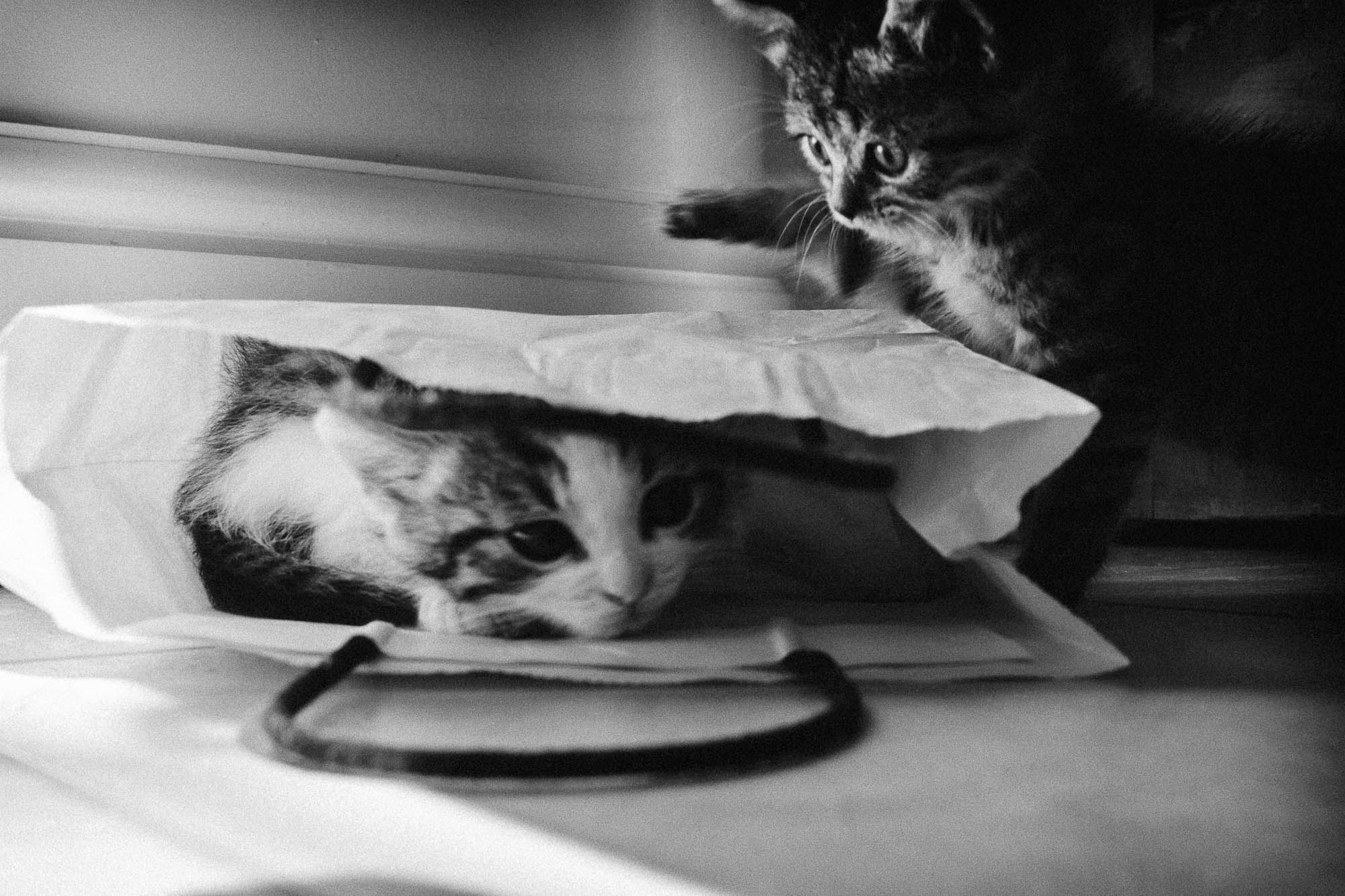 rufus and martha playing in a paper bag