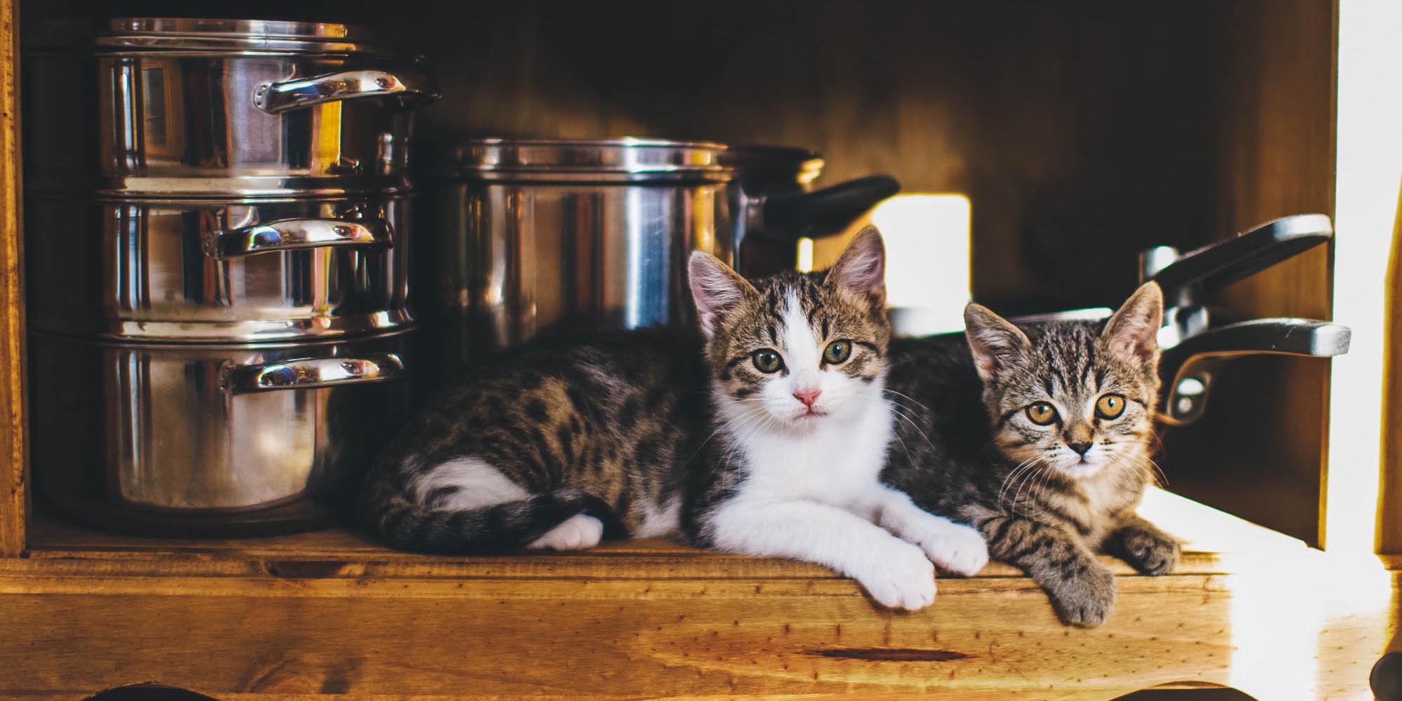 rufus and martha sitting together by some pans