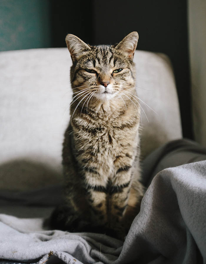 a tabby cat called martha sat up right on a chair