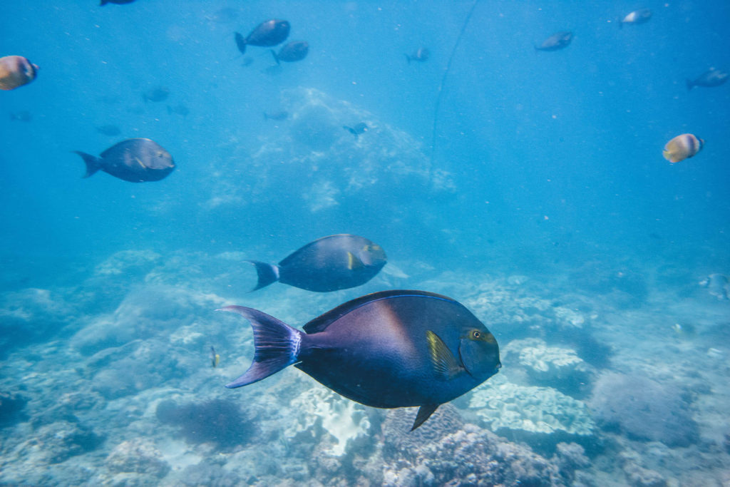 tropical fish underwater photo