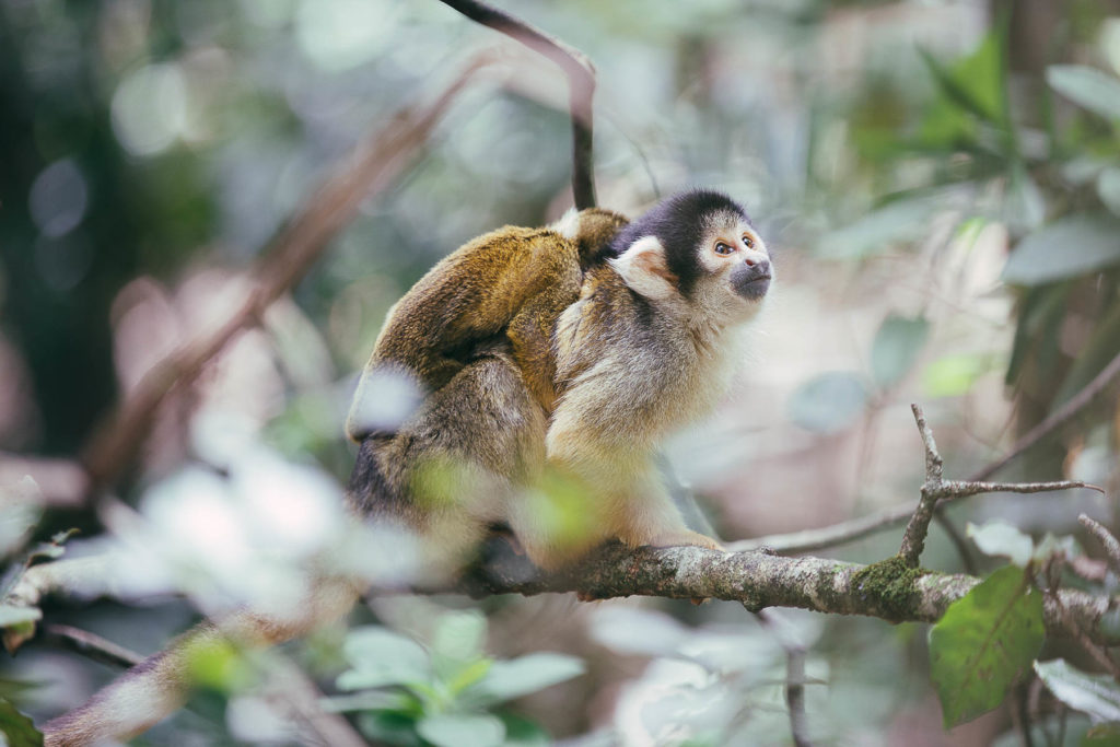 monkey in the trees in south africa
