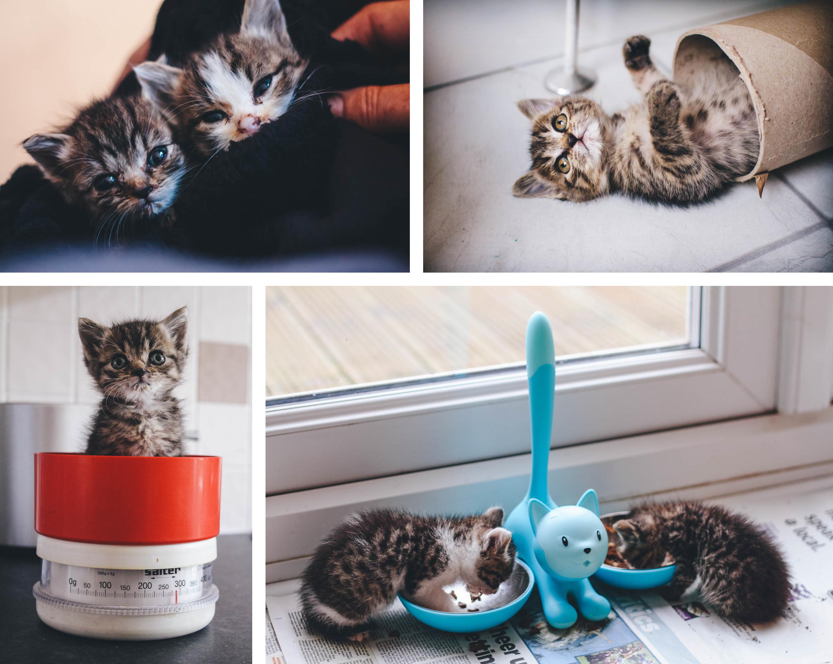 a collage of photos of the two cats when they were kittens. being weighed and eating from their food bowls