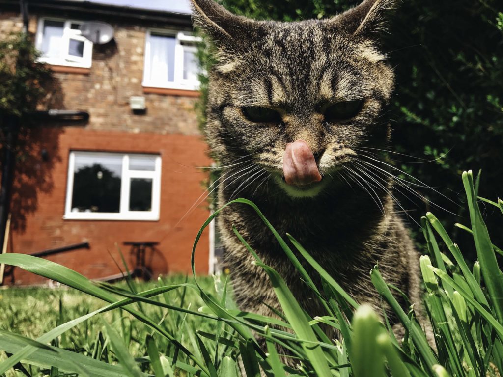 iPhone 7 picture of martha in the garden