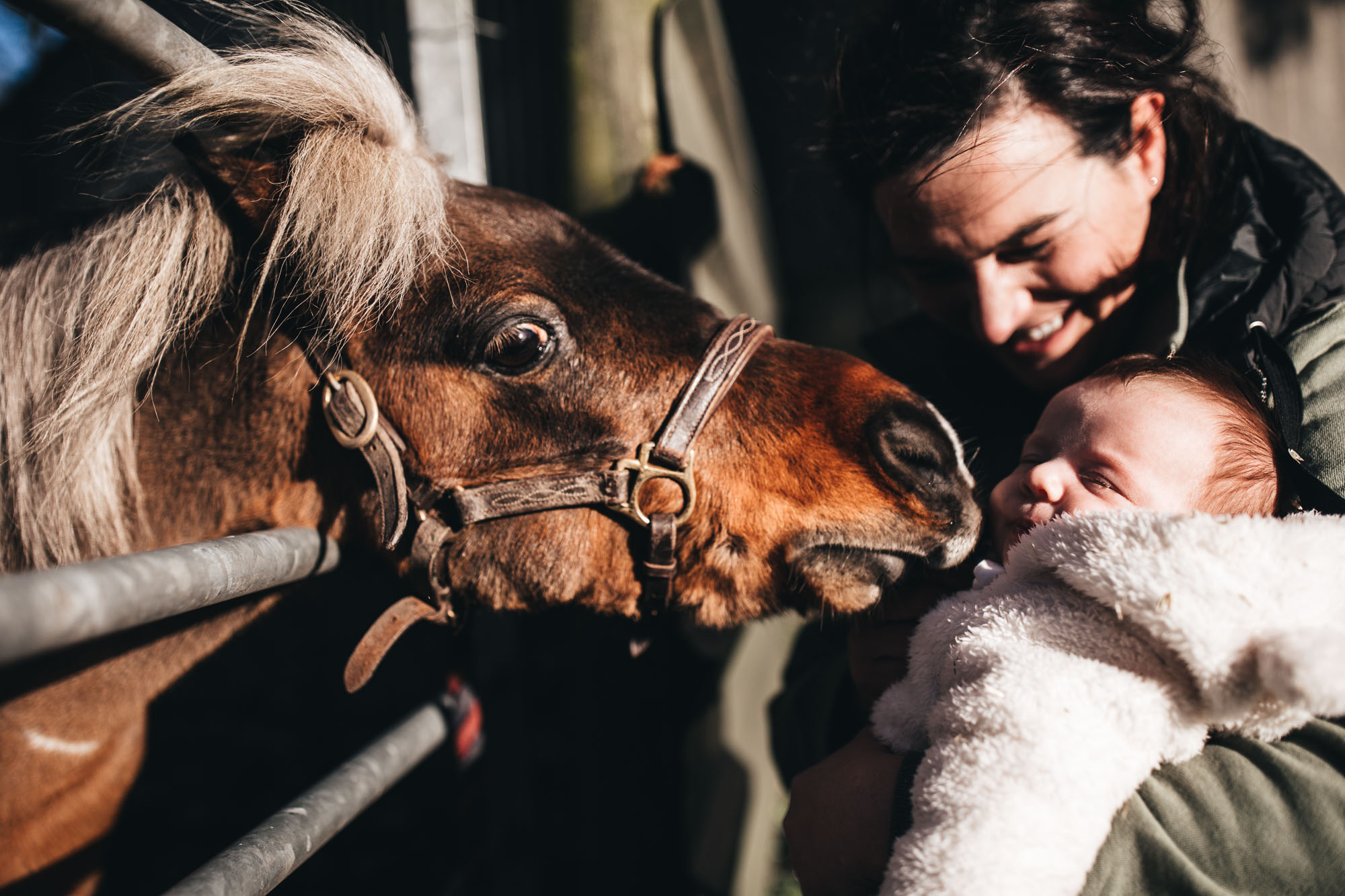 horse meets baby