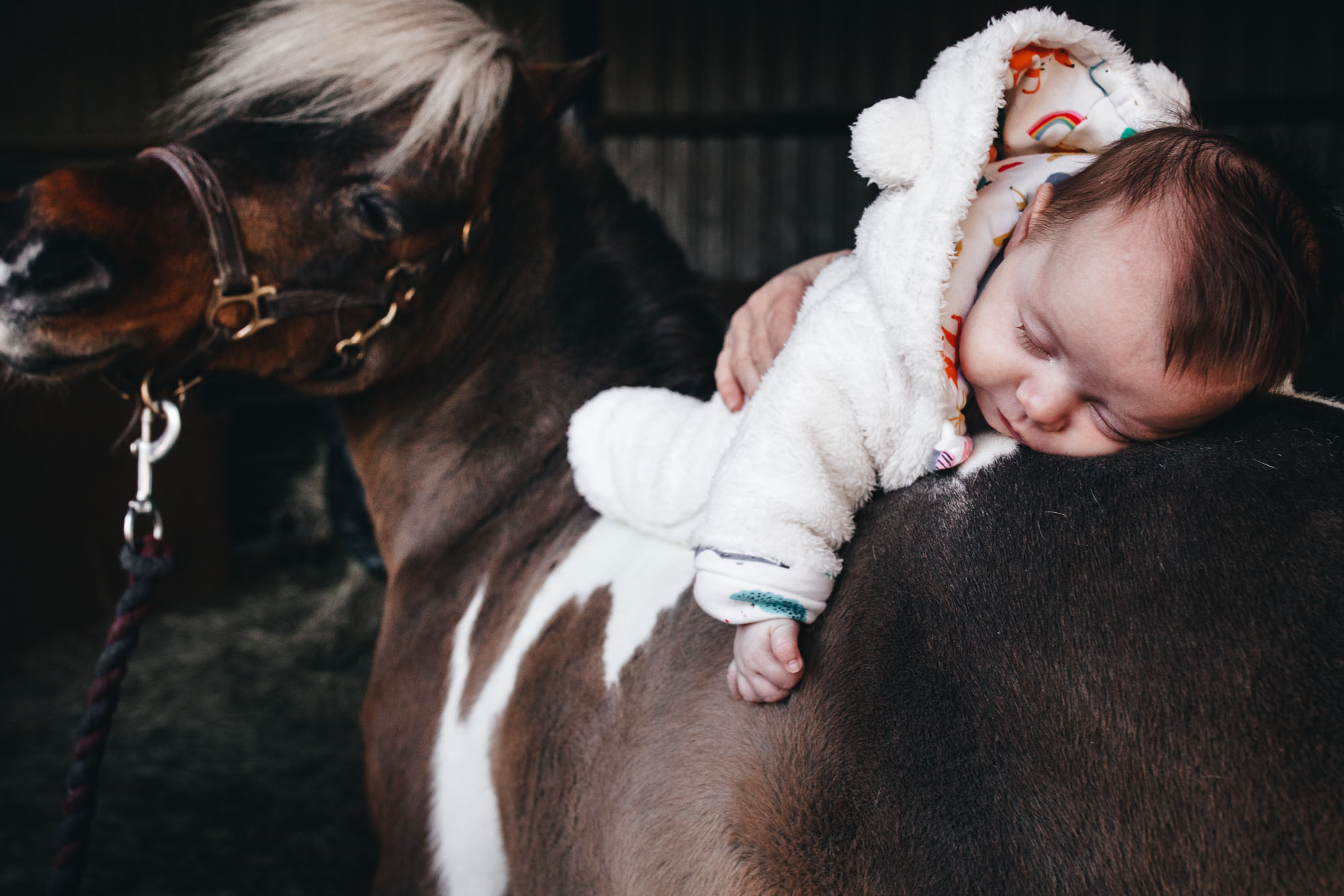 baby lays on the back on miniature horse