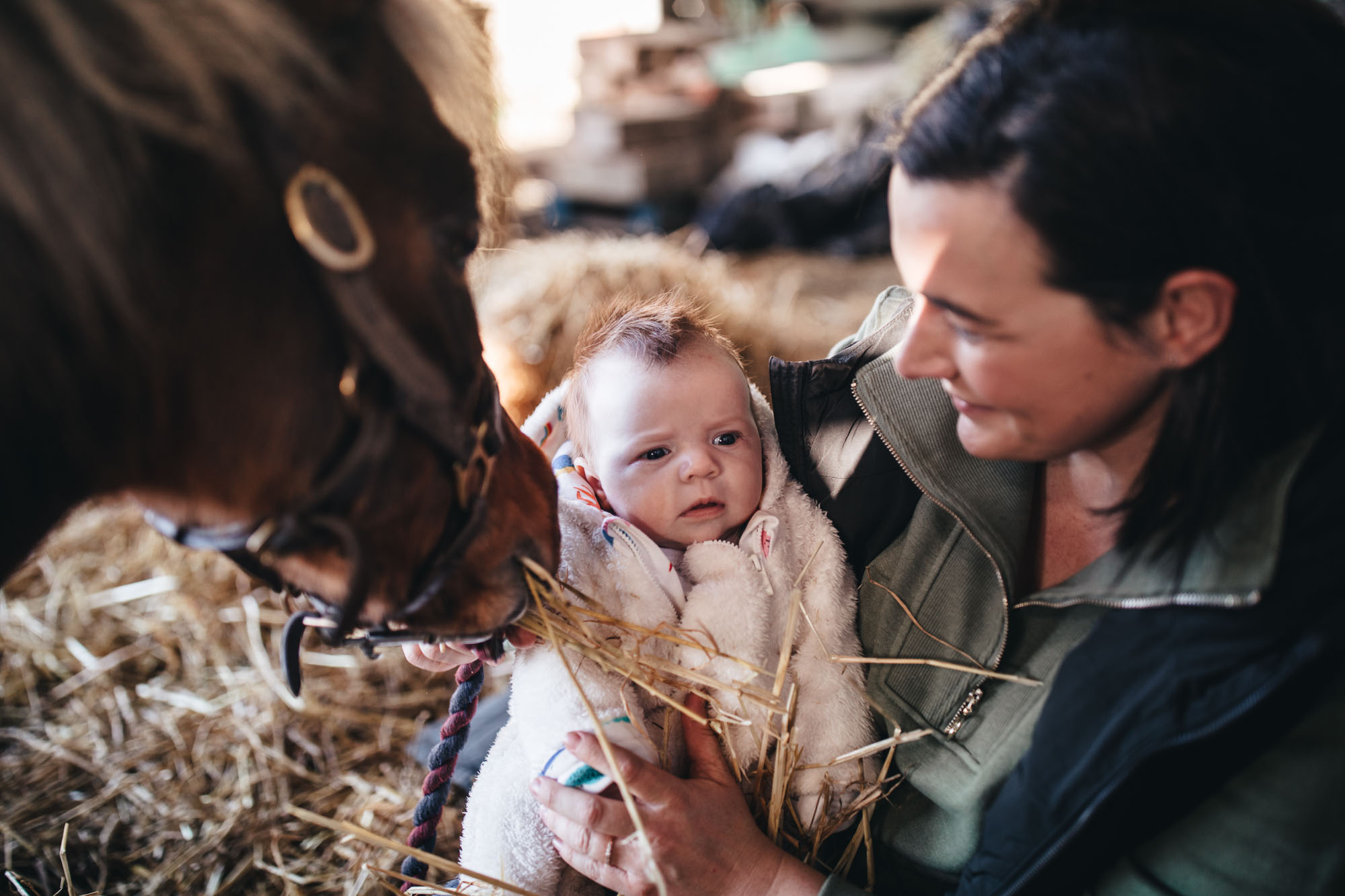 close up shot of derek eating some hay with athena looking on
