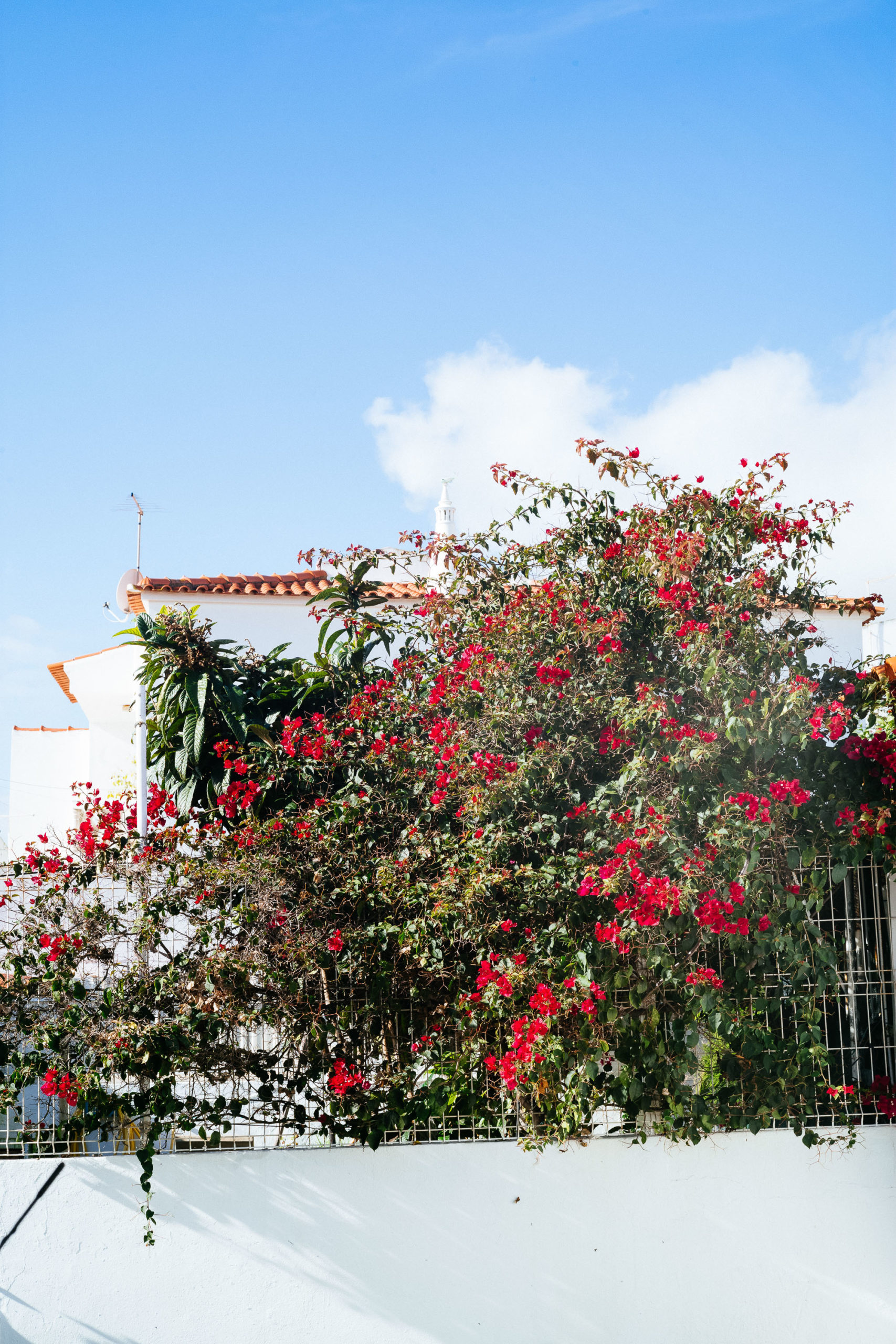 red flowers in street against white buildings and blue sky