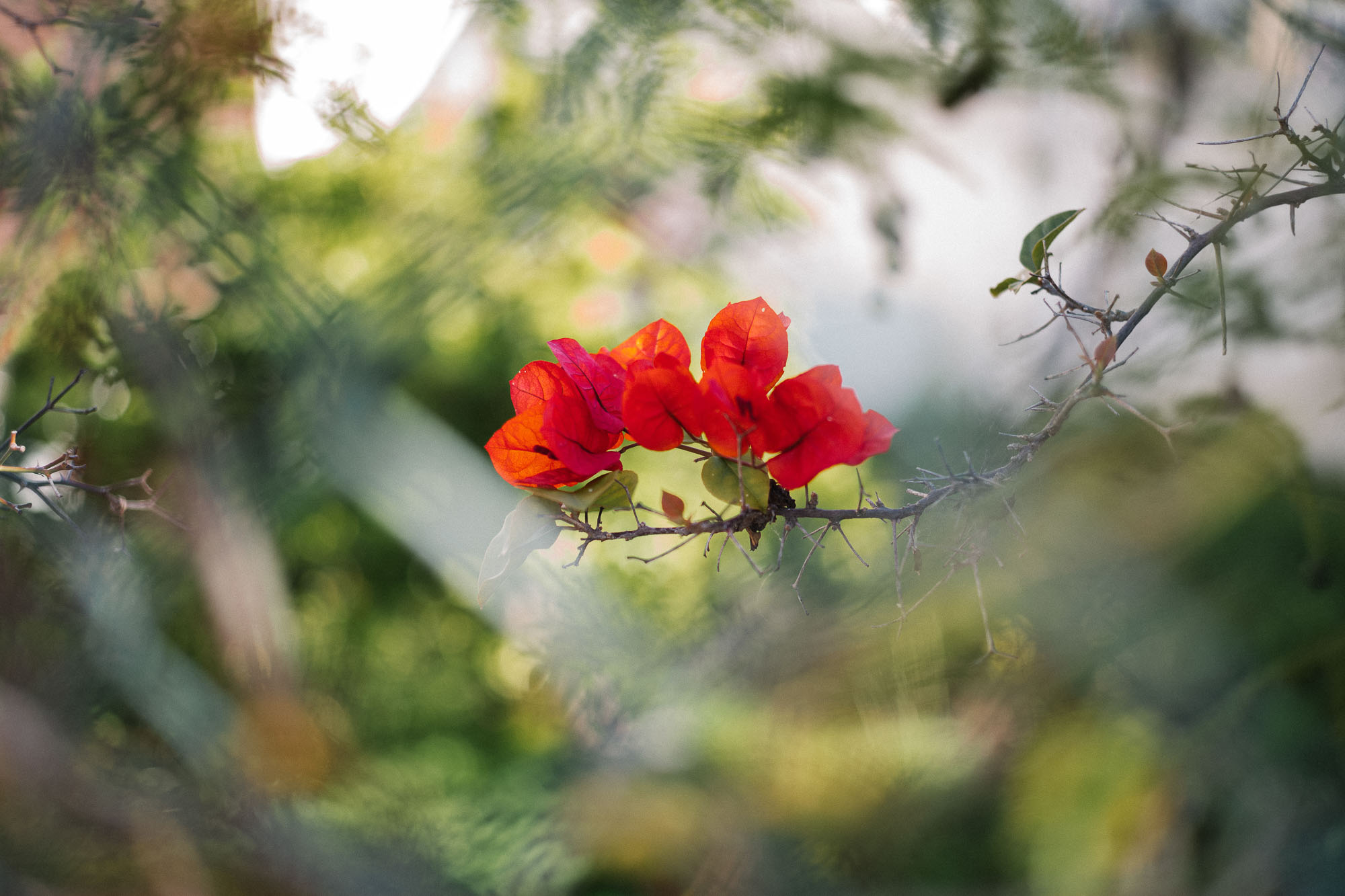 red flowers through a fence with bokeh
